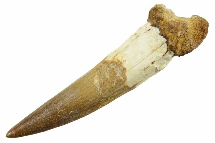 Fossil Spinosaurus Tooth - Excellent Preservation #380972